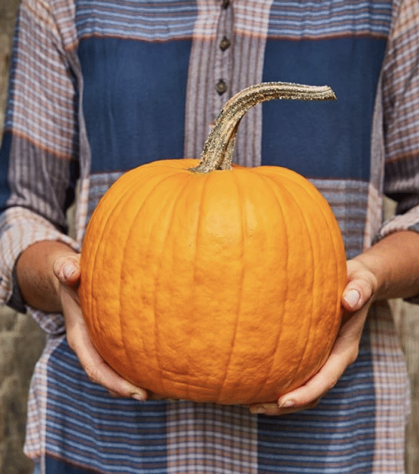 semillas de calabaza ‘Connecticut’